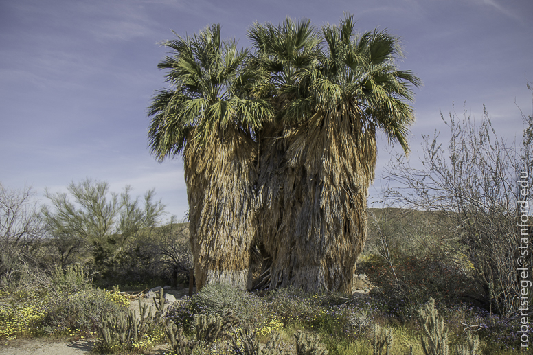 Anza Borrego